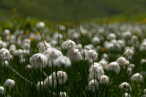 Harige grasjes in het veld (wolgras)