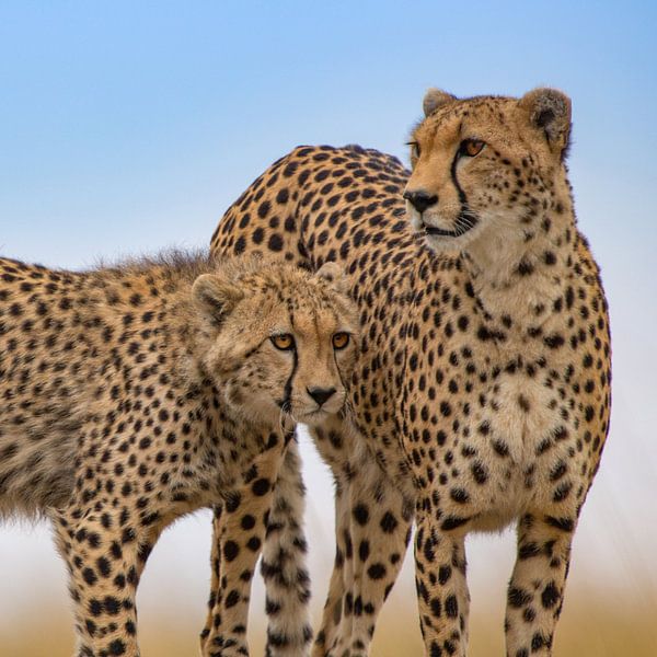 Cheetah Broers van Peter Michel