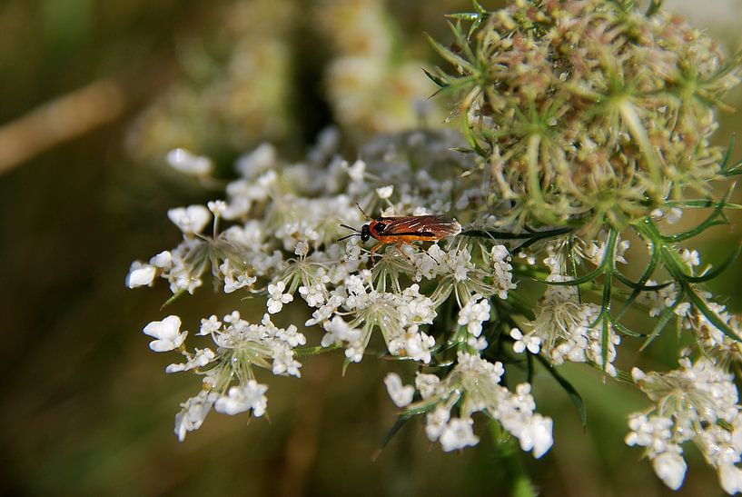 Insect von Alfred Hartog