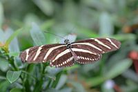 Braun mit weiß gestreiftem Schmetterling
