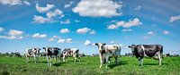Koeien in het weiland. van Marcel Kieffer thumbnail