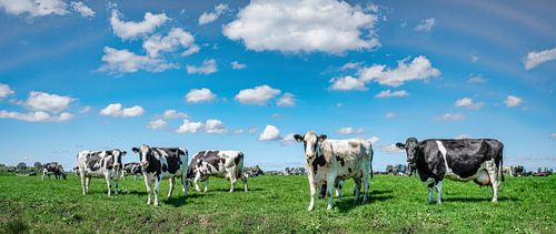 Des vaches dans la prairie.