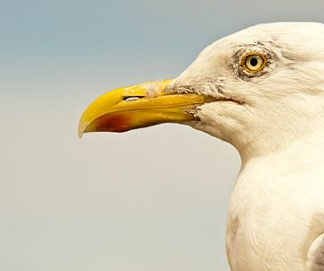 Portrait de la mouette sur Mees van den Ekart