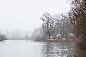 Konik paarden langs het water van Tania Perneel