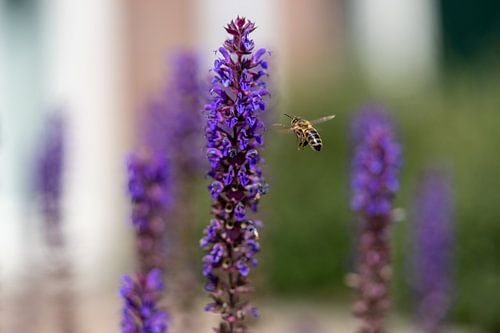 Bestiole volante en route vers la lavande