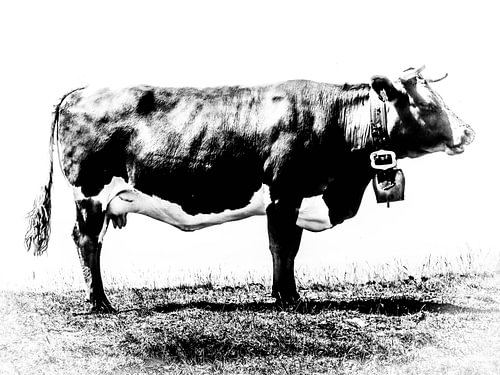 portrait of a cow in black and white