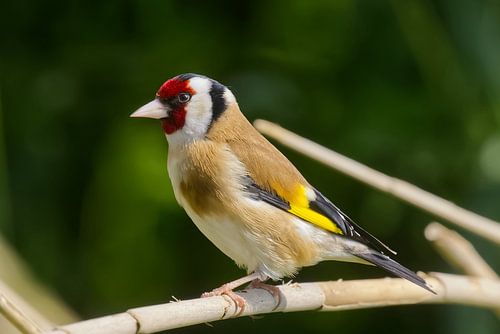 Der Putter – Farbe im Detail