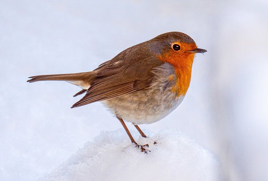 Roodborst in de sneeuw
