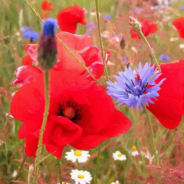 Kornblumen von Kay Weber