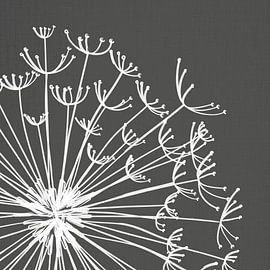 Dandelion, illustration, sketch, black and white by Color Square
