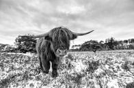 Schotse hooglander in de sneeuw van Marcel Kerdijk thumbnail