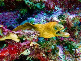 Morene on the attack by Robin Schalk