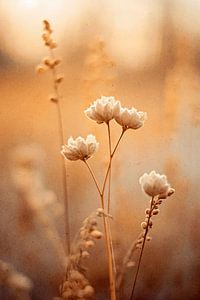 Nostalgic Nature No 5