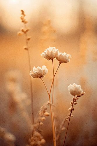 Nostalgic Nature No 5