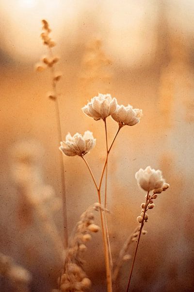 Nostalgic Nature No 5 by Treechild