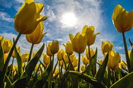 Gele tulpen in de zon van Eveline Dekkers thumbnail