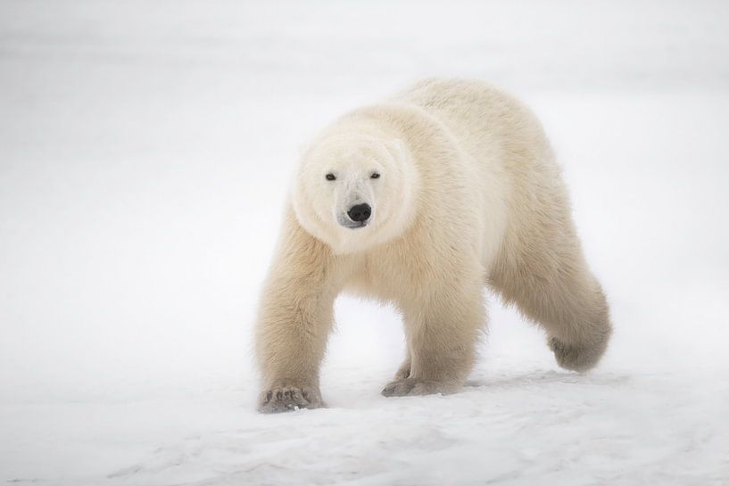 Eisbär von Marco Pozzi