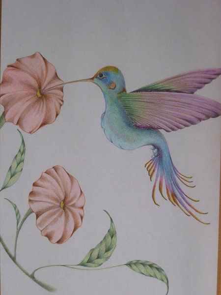 sweet kolibri par Edith Boogaard van den 