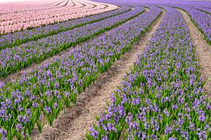 des motifs colorés avec des jacinthes au printemps sur eric van der eijk