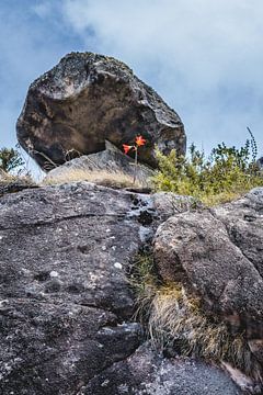 Rode berg bloem in Parque Nacional da Serra dos Orgãos van Nick Chesnaye