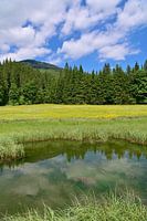 Biotope
