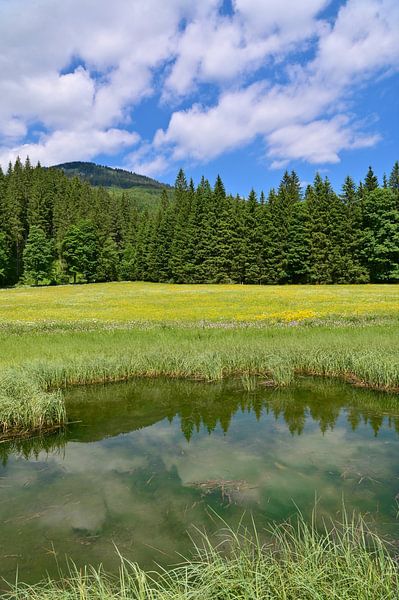 Biotope by Bernhard Kaiser