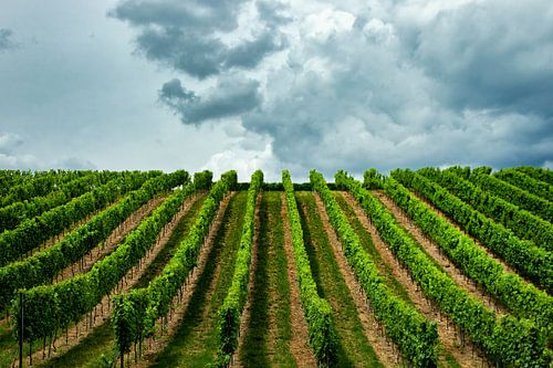 Wijnranken bij de Apostelhoeve