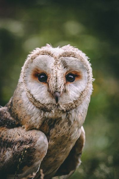 Majestic Owl by Hello Pompoyo