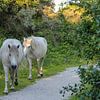 Twee wilde paarden lopen langs een wandelpad van whmpictures .com