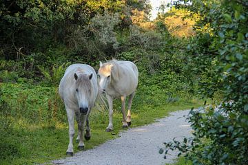 Two wild horses walk along a footpath by whmpictures .com