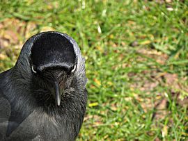 chew by Anita van Gendt