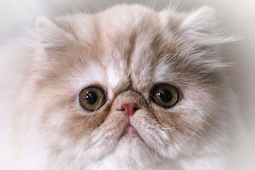 Persian cat van G. Tiemens