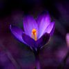 Crocus by Roswitha Lorz