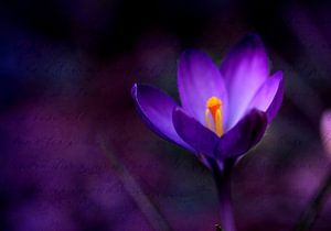 Crocus solo van Roswitha Lorz