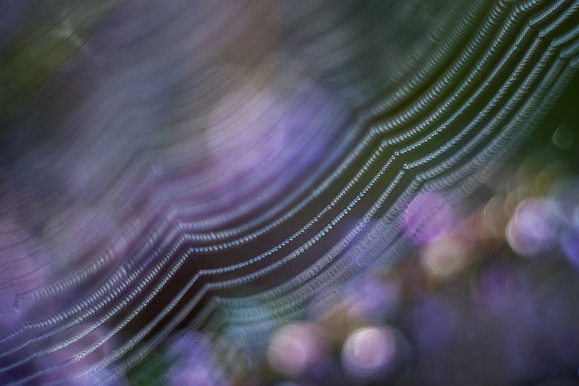 Spider's web by Gonnie van de Schans
