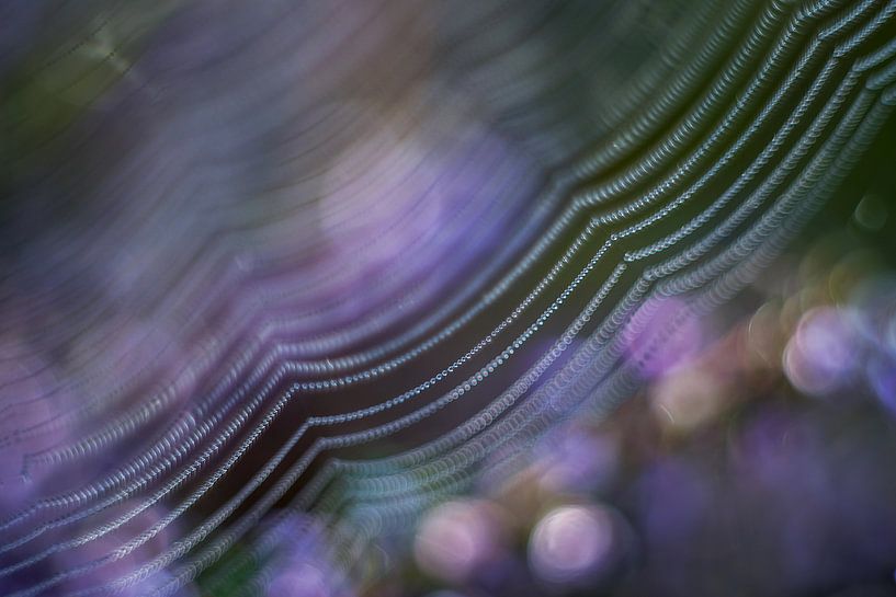 Web von Gonnie van de Schans