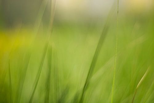 L'herbe floue