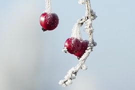 Winter Fruit – Red ornamental apples on a frosty day by Petra Kluck
