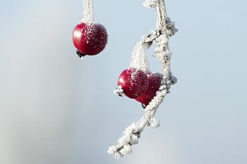 Winter Fruit – Red ornamental apples on a frosty day