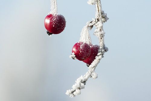 Winter Fruit - Rote Zieräpfel an einem frostigen Tag