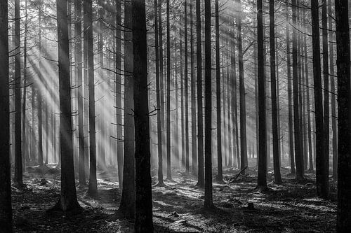 Streulicht durch die Bäume in den Ardennen