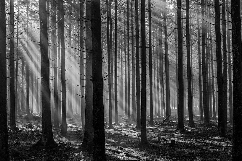 Streulicht durch die Bäume in den Ardennen von Colico