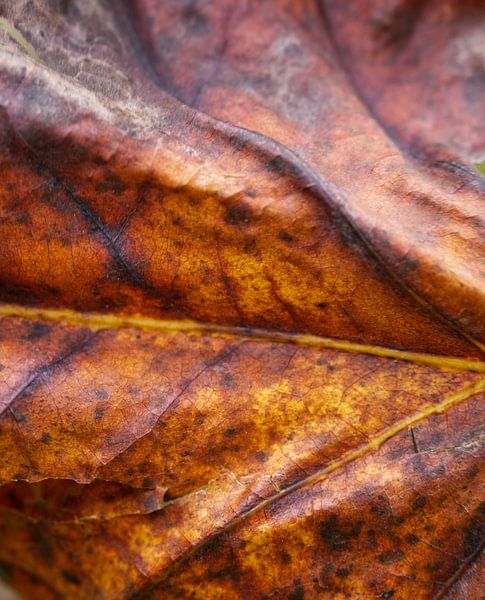Tulip Tree  Fall Leaf Macro by Iris Holzer Richardson