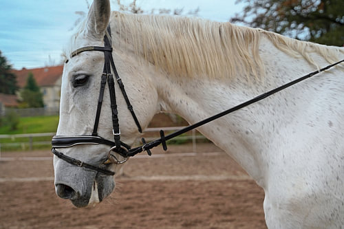 Fotoshoot met wit paard op een rijbak