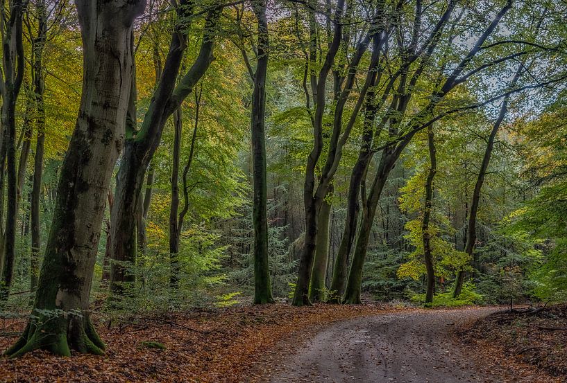 La forêt de Speulder par Natascha Worseling