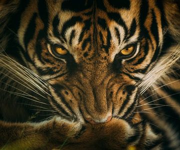 Tiger von sarah zentjens