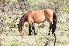 Horse IV by Irene Hoekstra