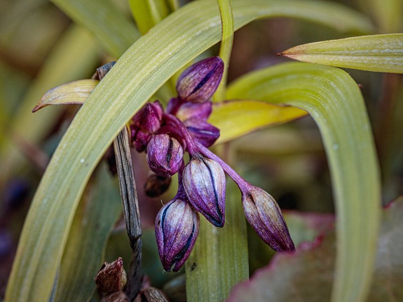 Day flower by Rob Boon