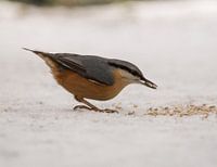 Kleiber im Schnee
