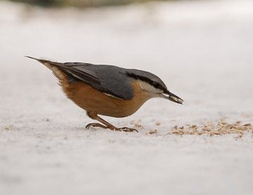 boomklever in de sneeuw van carla groenenboom